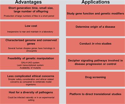 Drosophila As A Model Organism Ppt